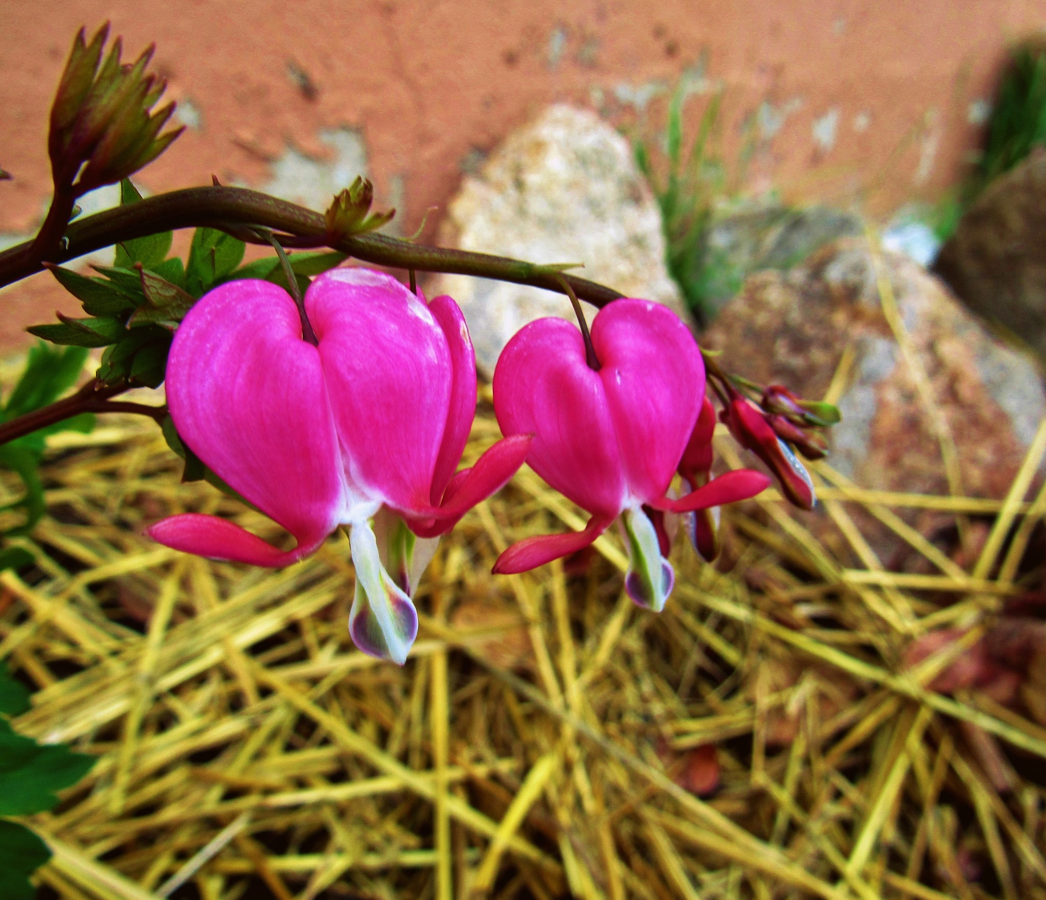 Lewistown Annual Community Plant Swap : Event Image