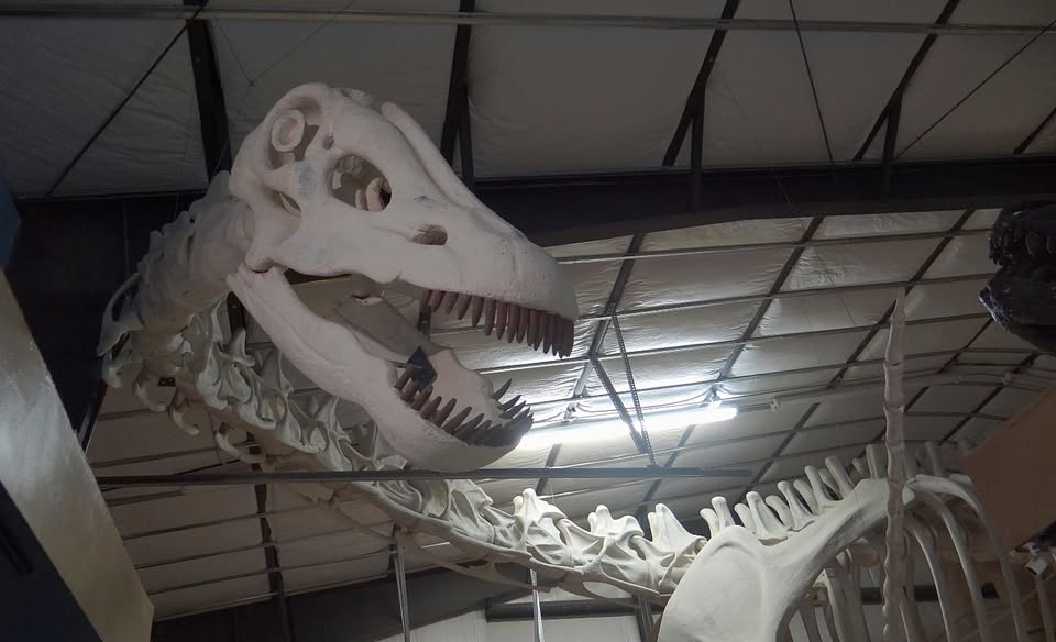 The Montana Dinosaur Center 30th Anniversary Bash