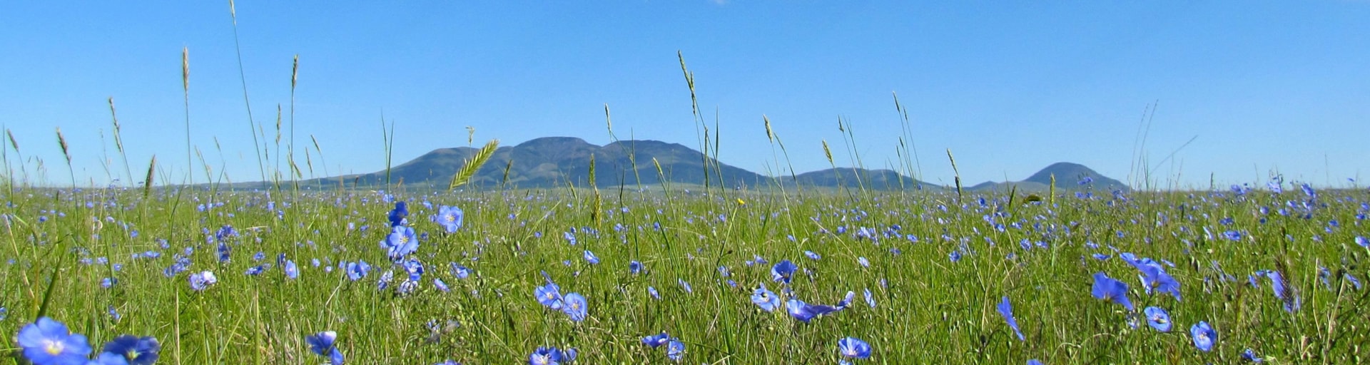 The Sweet Grass Hills