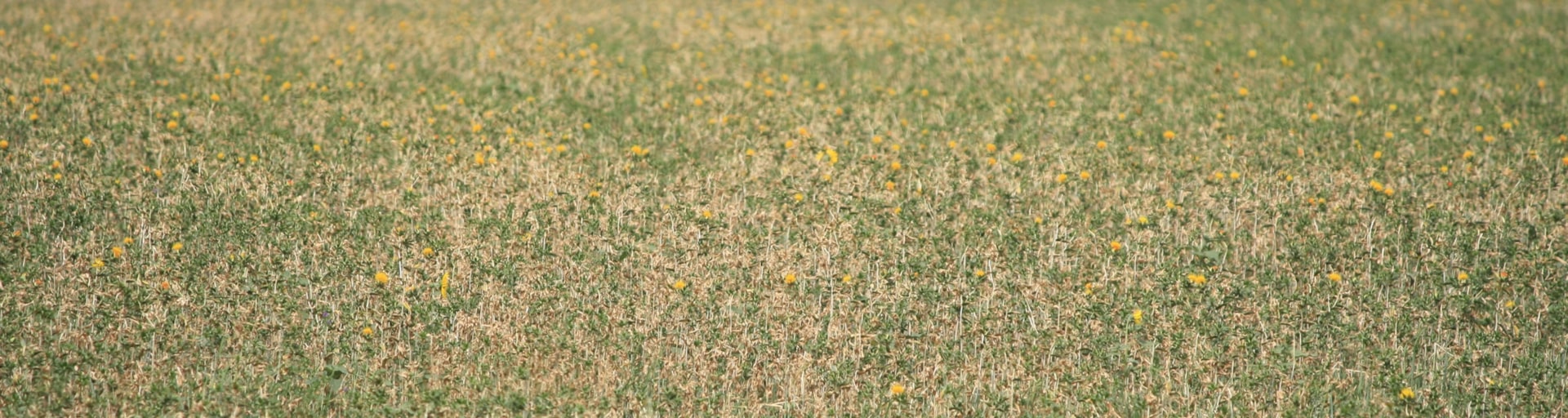 Safflower