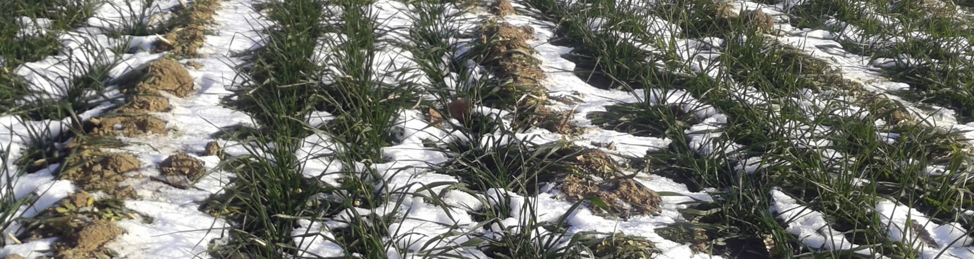Winter Wheat