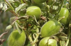 Photo of Central Montana Chickpeas
