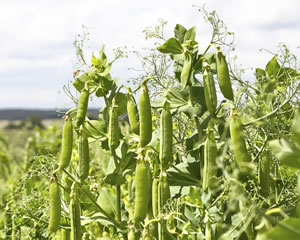 Central Montana Field Peas