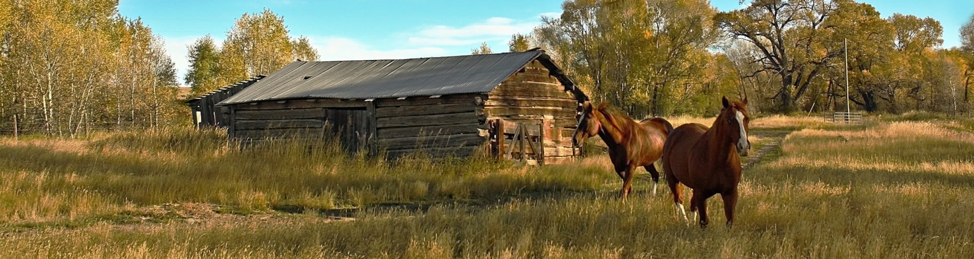 The Cowboy