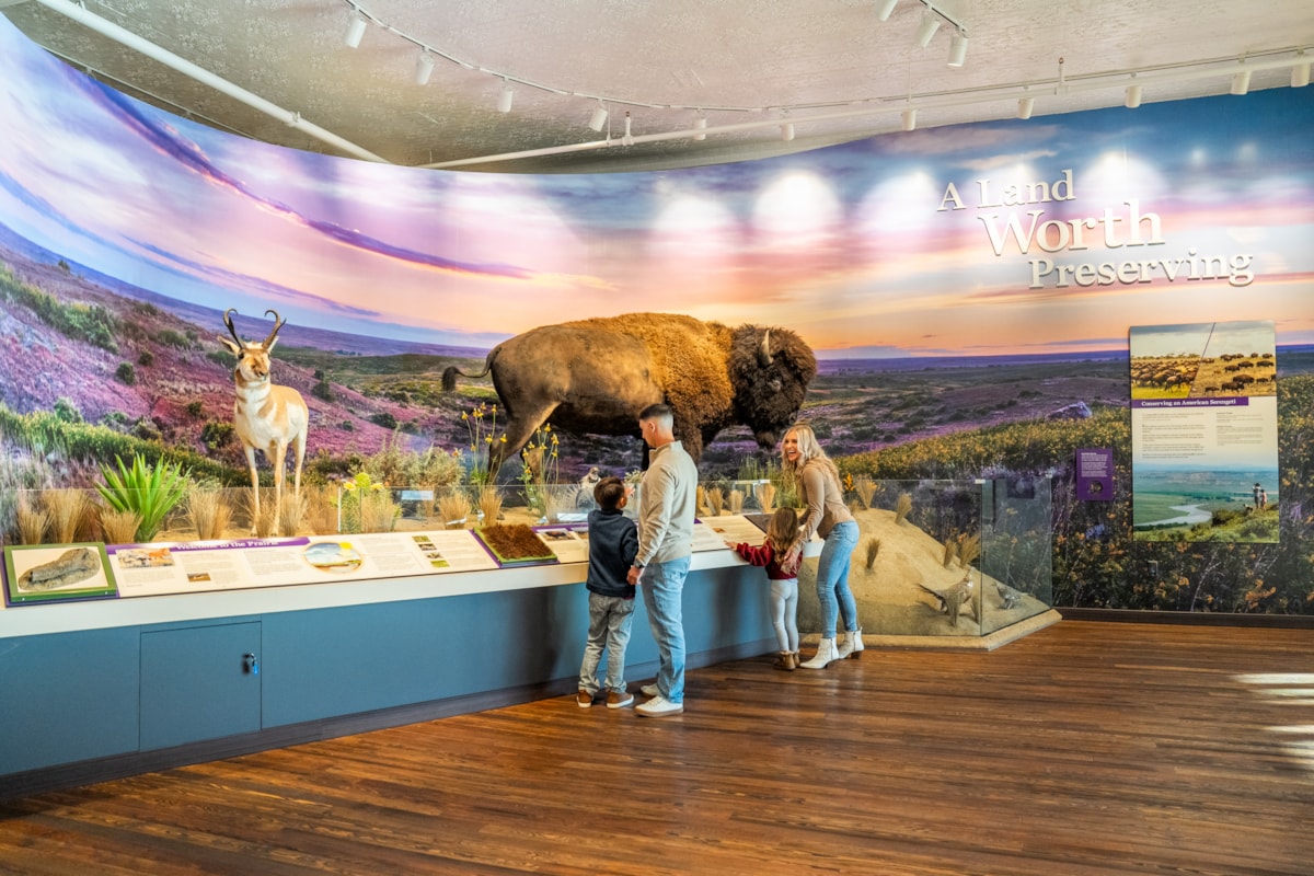 American Prairie Buffalo Display
