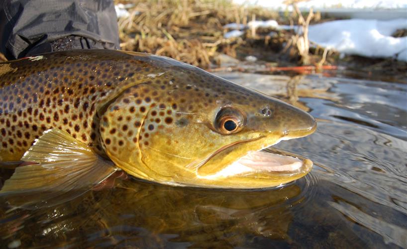 The Trout Shop Lodge: 
