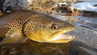 The Trout Shop Lodge: 