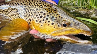 On DeMark Lodge: 