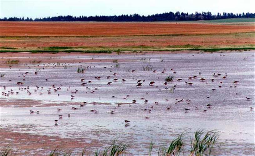 War Horse National Wildlife Refuge: August Shorebird migration in Central Montana