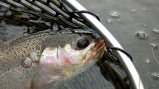 The Trout Shop Lodge: 
